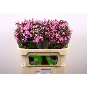 Phlox P Pink Eyes