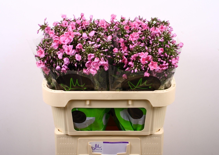 <h4>PHLOX P PINK EYES</h4>