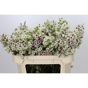 Chamelaucium Janelle
