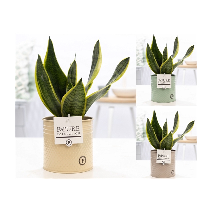 <h4>Sansevieria Trif. "Futura Superba" in P&PURE zinc Louise 4 ass.</h4>
