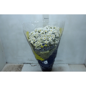 CRISANTEMO BOLA BELGA P20 BRANCO