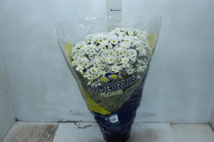 <h4>CRISANTEMO BOLA BELGA P20 BRANCO</h4>