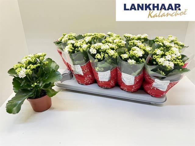 <h4>KAL GE PERFECTA WHIT</h4>