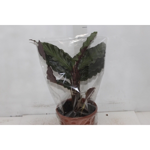 CALATHEA RUFIBARBA P19