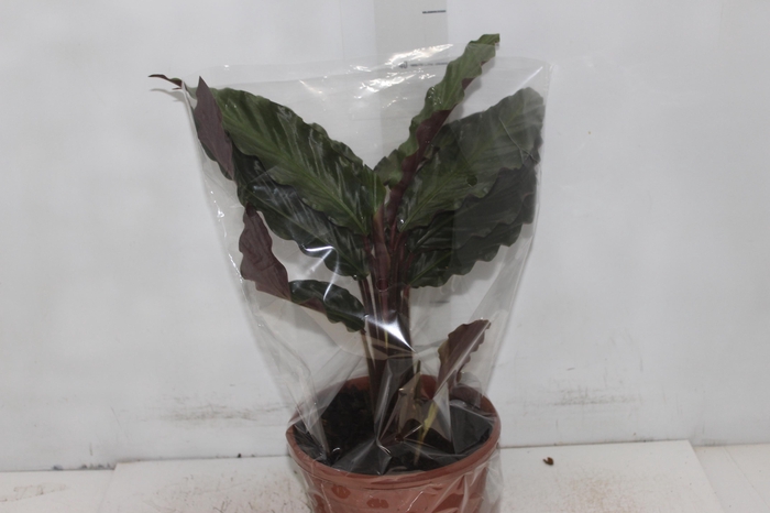 <h4>CALATHEA RUFIBARBA P19</h4>