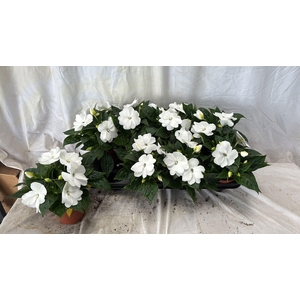 IMPAT CP WHITE