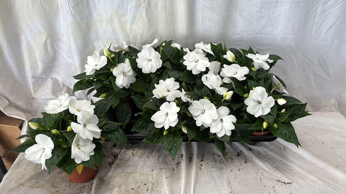 <h4>IMPAT CP WHITE</h4>