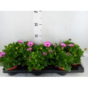Osteospermum  'Margarita Lilac'