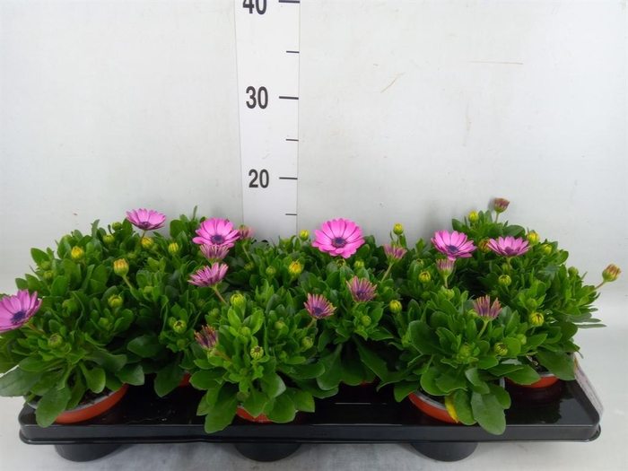 <h4>Osteospermum  'Margarita Lilac'</h4>