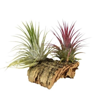 Arrangementen Tillandsia 6%