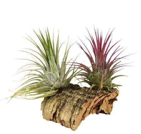 <h4>Arrangementen Tillandsia 6%</h4>