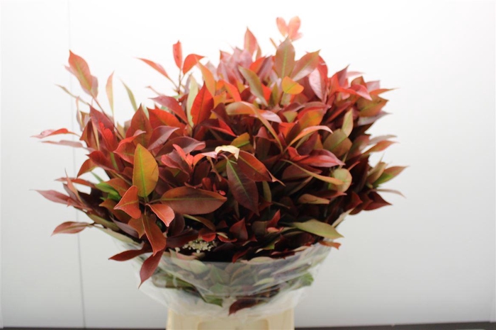 <h4>Phot X F Red Robin</h4>