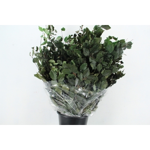 PF BEECH LEAFS GREEN BS 150GR