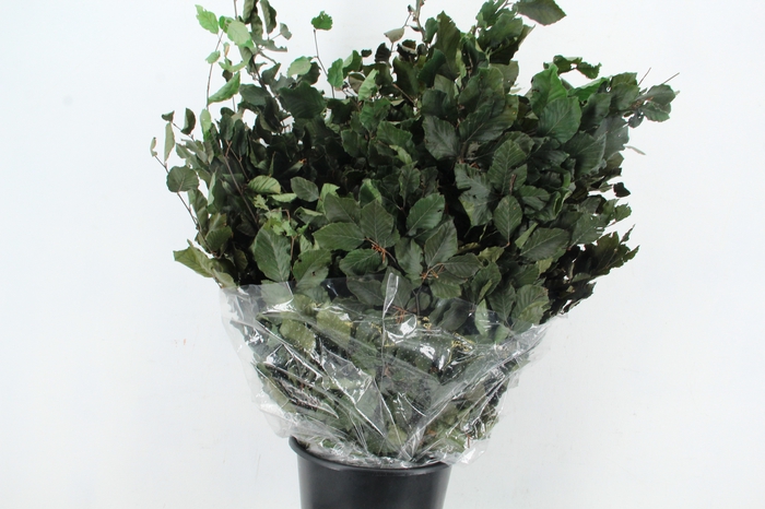 <h4>PF BEECH LEAFS GREEN BS 150GR</h4>