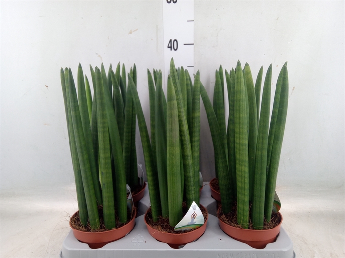 <h4>Sansevieria cyl.  ...</h4>