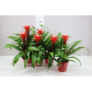 Guzmania Hope Keramiek