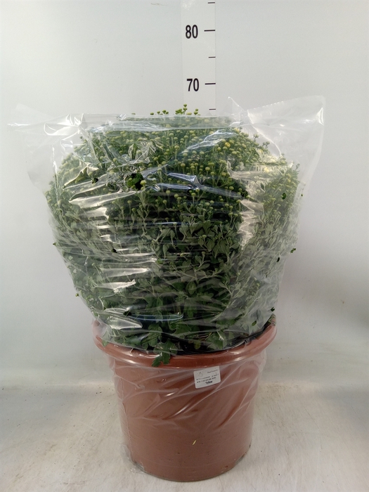 <h4>Chrysanthemum   ..GR</h4>