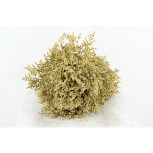 DF Gonio Tat. Bs Gold.15pc