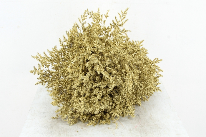 <h4>DF Gonio Tat. Bs Gold.15pc</h4>