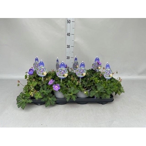 Geranium  'Rozanne'