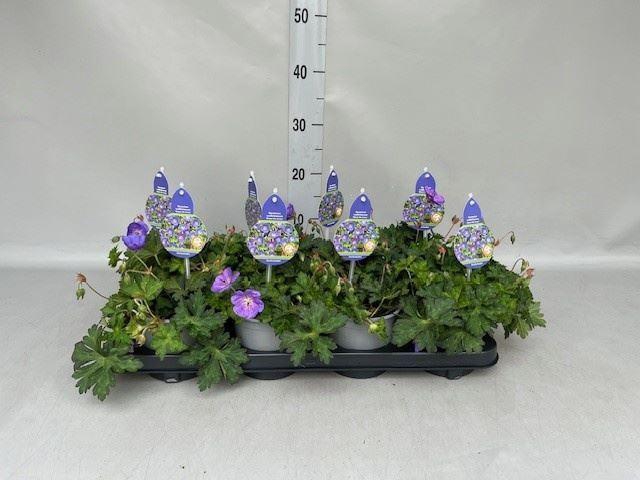 <h4>Geranium  'Rozanne'</h4>
