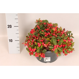 Gaultheria procumbens 'Winterpearls Red Baron' Schaal 23cm