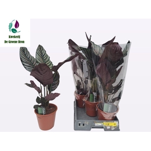 CALAT SANDERIANA