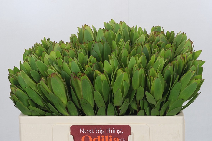 Leucadendron Goldstrike