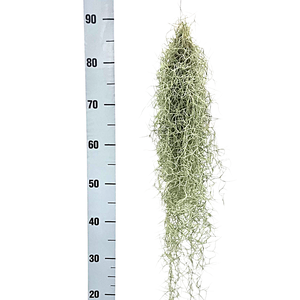 tillandsia usneoides grey Large