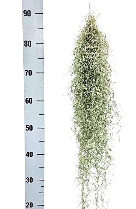 <h4>tillandsia usneoides grey Large</h4>