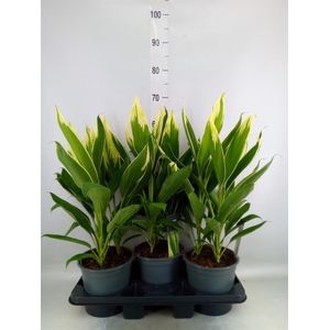 Cordyline fruti. 'Conga'