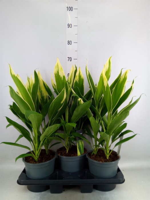 <h4>Cordyline fruti. 'Conga'</h4>