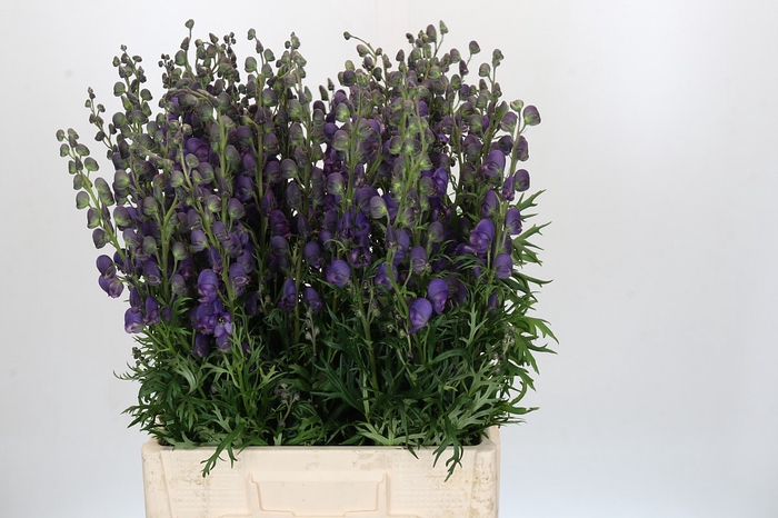 <h4>Aconitum Napellus</h4>