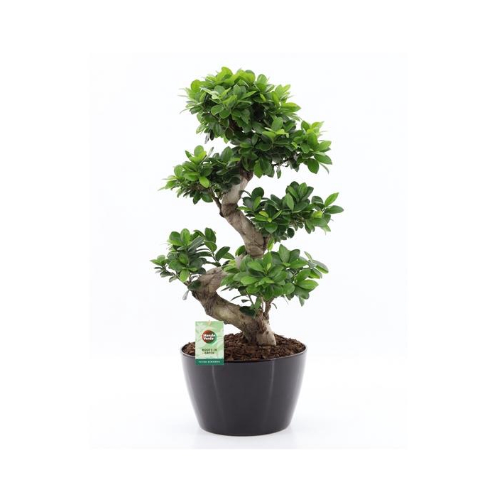 <h4>Ficus Ginseng S type in Zwart keramiek met Bark</h4>