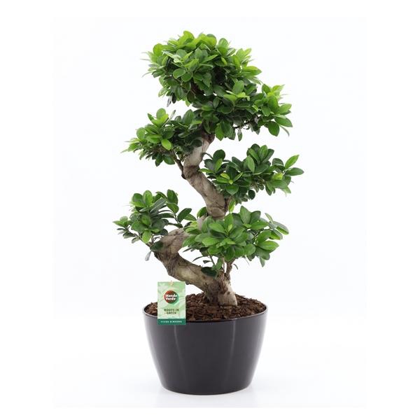 Ficus Ginseng S type in Zwart keramiek met Bark