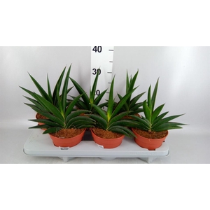 Sansevieria cyl.  ...