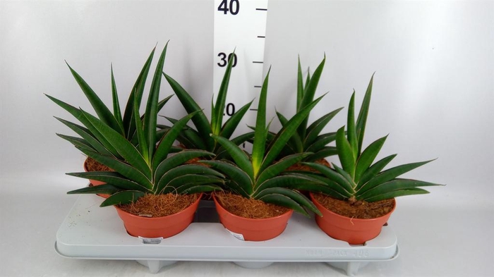 <h4>Sansevieria cyl.  ...</h4>