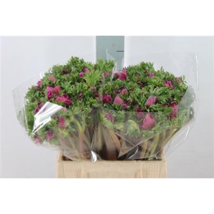 Anemoon Mistral Extra Orchid Lila