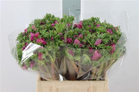 <h4>Anemoon Mistral Extra Orchid Lila</h4>