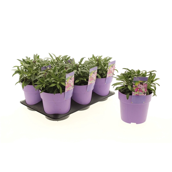 <h4>Erysimum Bowles Mauve</h4>