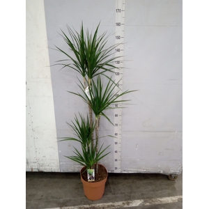 Dracaena marg.