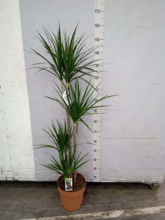 <h4>Dracaena marg.</h4>