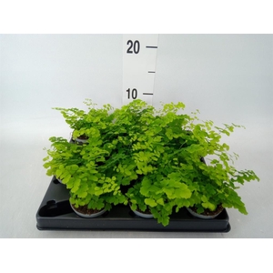 Adiantum raddi. 'Fritz-Luthi'