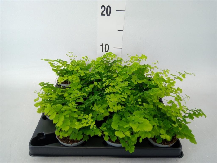 <h4>Adiantum raddi. 'Fritz-Luthi'</h4>