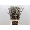 Salix Caprea Snow Flake Premium