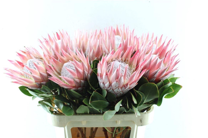 <h4>Protea Cynaroides</h4>