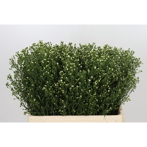 Aster Paquita