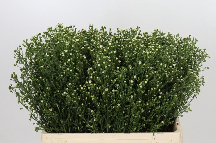 <h4>Aster Paquita</h4>