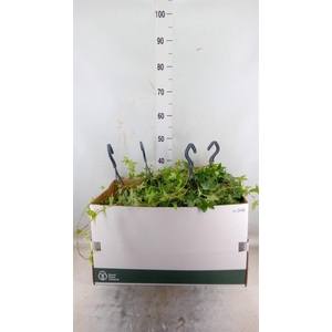 Hedera helix 'Mona Lisa'