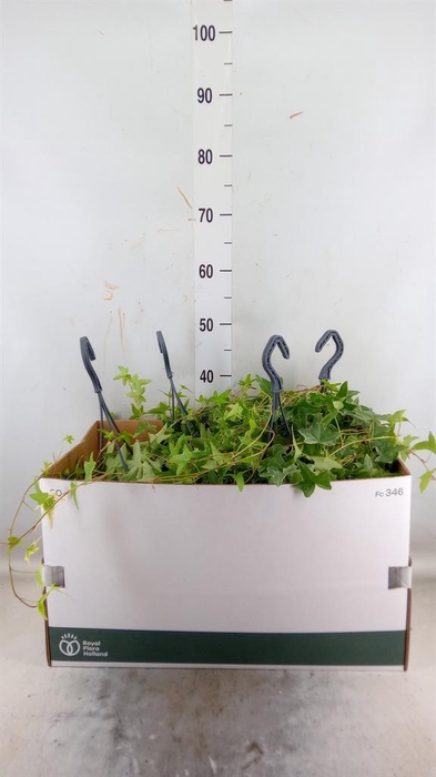 <h4>Hedera helix 'Mona Lisa'</h4>